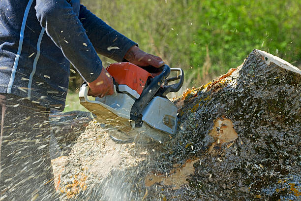 How Our Tree Care Process Works  in  White Cloud, MI